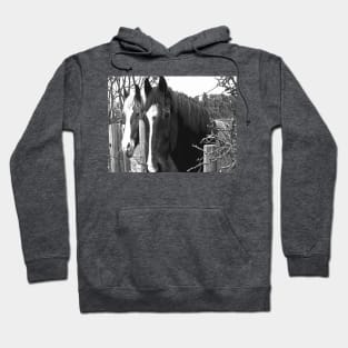 Friendly pair of horses Hoodie